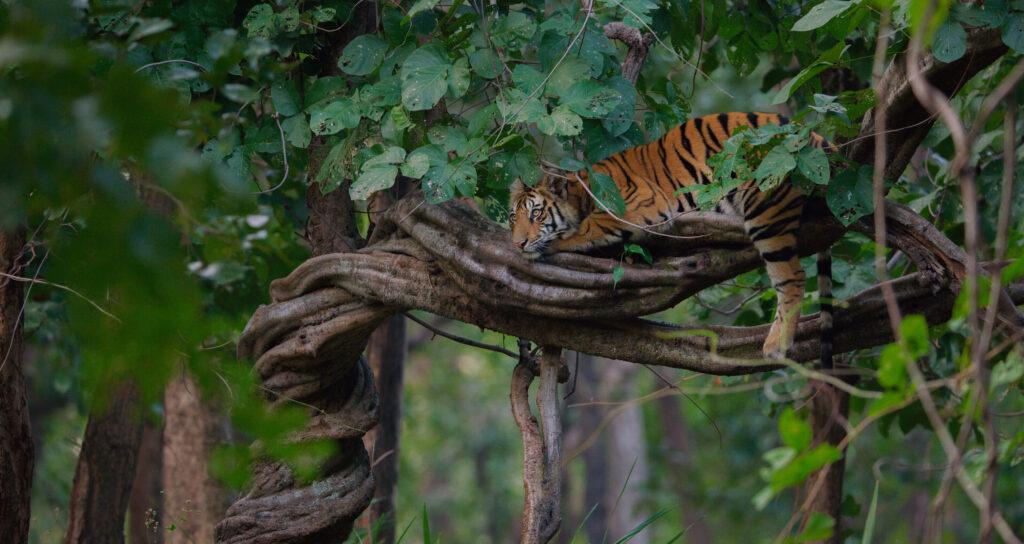 Tiger Disneynature Disney Plus