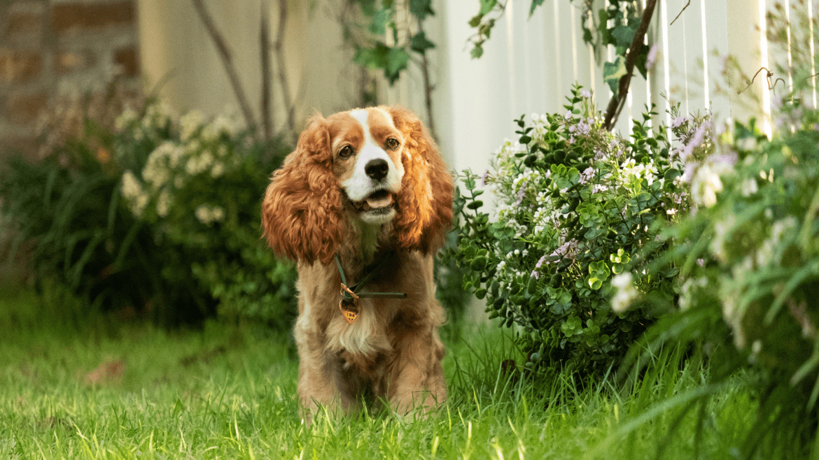 10 curiosità su Lilli e il Vagabondo live action, dal 24 marzo su Disney+