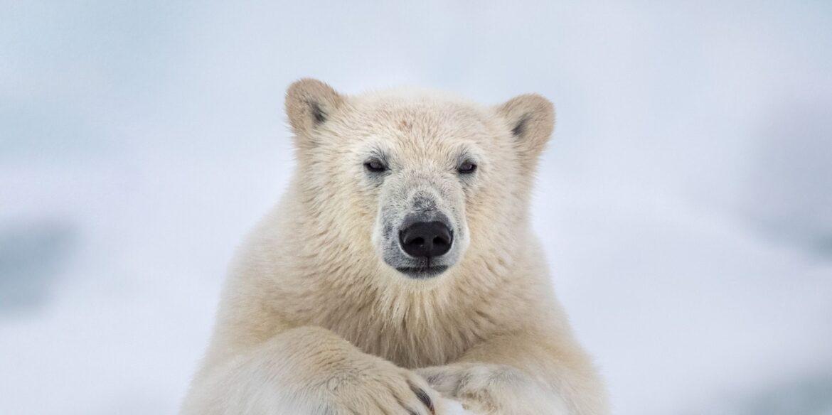 Polar Bear, il trailer e il poster italiano del nuovo documentario DisneyNature